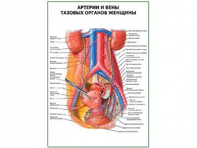 Артерии и вены тазовых органов женщины плакат глянцевый А1/А2 (глянцевый A1)