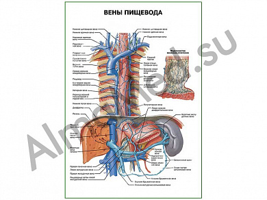 Вены пищевода плакат ламинированный А1/А2 (ламинированный	A2)