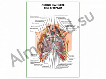 Легкие на месте. Вид спереди плакат ламинированный А1/А2 (ламинированный	A2)