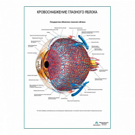 Кровоснабжение глазного яблока плакат глянцевый А1+/А2+ (глянцевая фотобумага от 200 г/кв.м, размер A1+)