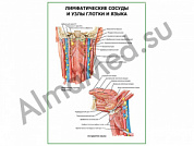 Лимфатические сосуды и узлы глотки и языка плакат ламинированный А1/А2 (ламинированный	A2)