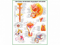 Система мужских половых органов, плакат глянцевый А1/А2 (глянцевый A1)