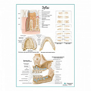 Зуб, строение, расположение плакат глянцевый А1+/А2+ (глянцевый холст от 200 г/кв.м, размер A1+)
