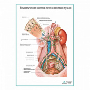 Лимфатическая система почек и мочевого пузыря плакат глянцевый А1+/А2+ (глянцевая фотобумага от 200 г/кв.м, размер A1+)