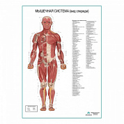 Мышечная система человека, вид спереди. Плакат глянцевый А1+/А2+ (глянцевая фотобумага от 200 г/кв.м, размер A1+)