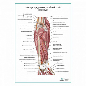 Мышцы предплечья, глубокий слой вид сзади плакат глянцевый А1+/А2+ (глянцевая фотобумага от 200 г/кв.м, размер A2+)