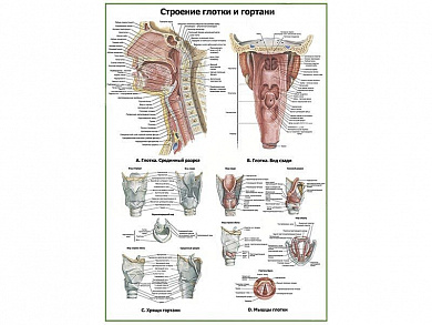Глотка и гортань:строение, хрящи, мышцы, плакат глянцевый A1/A2 (глянцевый A1)