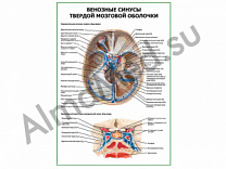 Венозные синусы твердой мозговой оболочки плакат глянцевый/ламинированный А1/А2 (глянцевый	A2)