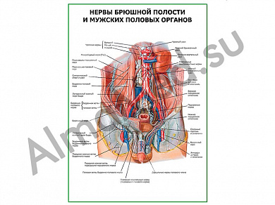 Нервы брюшной полости и мужских половых органов плакат глянцевый/ламинированный А1/А2 (глянцевый	A2)