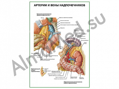 Артерии и вены надпочечников плакат глянцевый/ламинированный А1/А2 (глянцевый	A2)