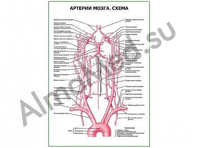 Артерии мозга. Схема плакат ламинированный А1/А2 (ламинированный	A2)