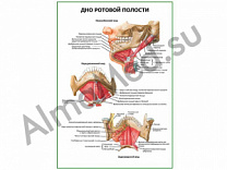 Дно ротовой полости плакат ламинированный А1/А2 (ламинированный	A2)