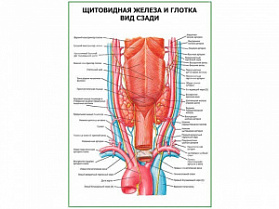 Щитовидная железа и глотка. Вид сзади плакат глянцевый А1/А2 (глянцевый A1)