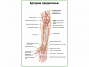 Артерии предплечья плакат глянцевый А1/А2 (глянцевый A1)