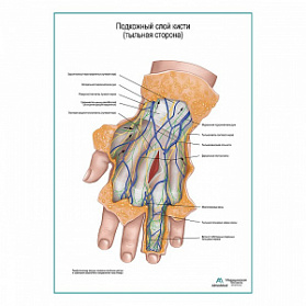 Подкожный слой кисти плакат глянцевый А1+/А2+ (матовый холст от 200 г/кв.м, размер A1+)
