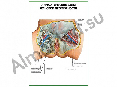 Лимфатические узлы женской промежности плакат глянцевый/ламинированный А1/А2 (глянцевый	A2)