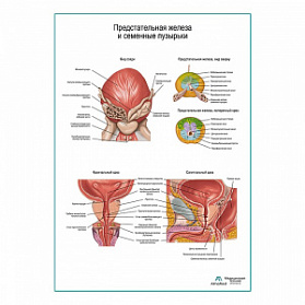 Внутренние половые органы мужчины плакат глянцевый А1+/А2+ (глянцевая фотобумага от 200 г/кв.м, размер A2+)