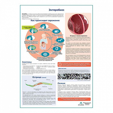 Энтеробиоз (острицы) медицинский плакат А1+/A2+ (глянцевая фотобумага от 200 г/кв.м, размер A1+)