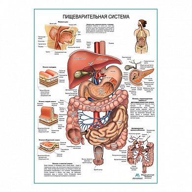 Пищеварительная система, плакат глянцевый  А1+/А2+ (матовый холст от 200 г/кв.м, размер A1+)