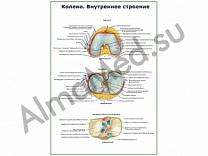 Коленный сустав, внутреннее строение плакат глянцевый/ламинированный А1/А2 (глянцевый	A2)