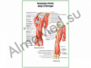 Мышцы руки вид спереди плакат ламинированный А1/А2 (ламинированный	A2)