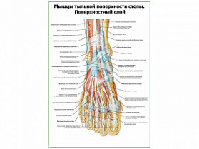 Мышцы тыльной поверхности стопы, поверхностный слой плакат глянцевый А1/А2 (глянцевый A2) Мышцы тыльной поверхности стопы, поверхностный слой плакат глянцевый А1/А2 (глянцевый A2)