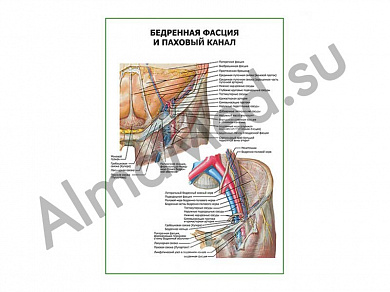 Бедренная фасция и паховый канал плакат ламинированный А1/А2 (ламинированный	A2)