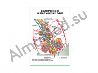 Внутрилегочное кровоснабжение. Схема плакат глянцевый/ламинированный А1/А2 (глянцевый	A2)
