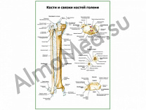 Кости и связки костей голени плакат глянцевый/ламинированный А1/А2 (глянцевый	A2)