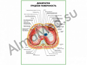 Диафрагма. Грудная поверхность плакат ламинированный А1/А2 (ламинированный	A2)