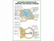 Костный и перепончатый лабиринт внутреннее строение плакат глянцевый А1/А2 (глянцевый A1)