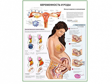 Беременность и роды, плакат глянцевый А1/А2 (глянцевый A2)