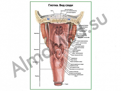 Глотка, вид сзади плакат ламинированный А1/А2 (ламинированный	A2)