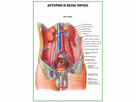 Артерии и вены яичек плакат глянцевый А1/А2 (глянцевый A2)
