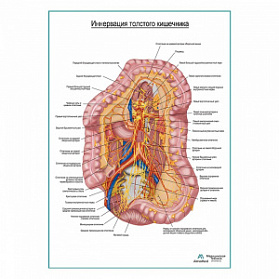 Автономная иннервация толстого кишечника плакат глянцевый А1+/А2+ (глянцевый холст от 200 г/кв.м, размер A1+)