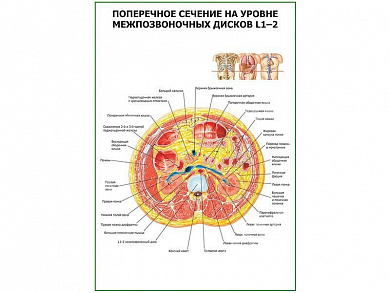 Поперечное сечение на уровне L1-2 плакат глянцевый А1/А2 (глянцевый A1)