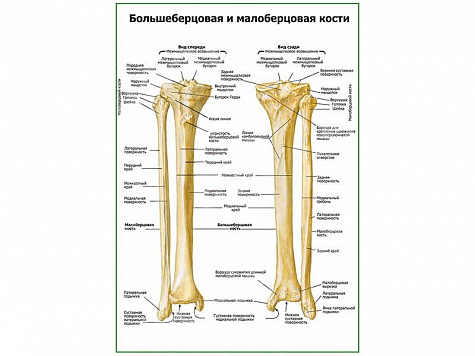 Большеберцовая и малоберцовая кости плакат глянцевый А1/А2 (глянцевый A1)