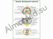 Коленный сустав, внутреннее строение плакат ламинированный А1/А2 (ламинированный	A2)