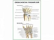 Связки запястья. Глубокий слой плакат глянцевый А1/А2 (глянцевый A1)