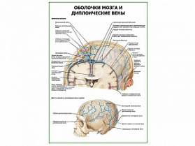 Оболочки мозга и диплоические вены плакат глянцевый А1+/А2+ (глянцевая фотобумага от 200 г/кв.м, размер A2+)