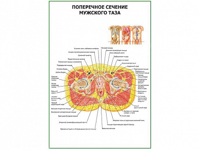 Поперечное сечение мужского таза плакат глянцевый А1/А2 (глянцевый A2)