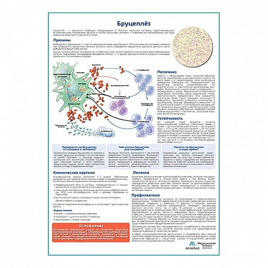 Бруцеллёз медицинский плакат А1+/A2+ (глянцевая фотобумага от 200 г/кв.м, размер A1+)