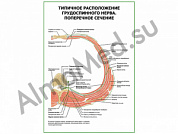 Типичное расположение грудоспинного нерва. Поперечное сечение плакат ламинированный А1/А2 (ламинированный	A2)