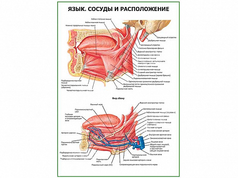 Язык. Сосуды, расположение, плакат глянцевый  A1/A2 (глянцевый A2)
