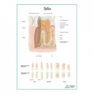 Зуб, строение, виды плакат глянцевый А1+/А2+ (матовый холст от 200 г/кв.м, размер A1+)