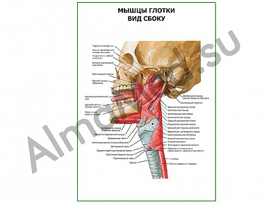 Мышцы глотки. Вид сбоку плакат ламинированный А1/А2 (ламинированный	A2)