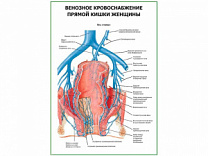 Венозное кровоснабжение прямой кишки женщины плакат глянцевый А1/А2 (глянцевый A2)