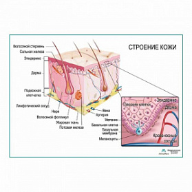 Строение кожи, плакат глянцевый  А1+/А2+ (глянцевый холст от 200 г/кв.м, размер A1+)