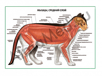 Мышцы кошки.Средний слой плакат глянцевый/ламинированный А1/А2 (глянцевый A2)