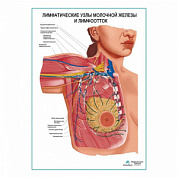 Лимфатическая система молочной железы плакат глянцевый А1+/А2+ (глянцевая фотобумага от 200 г/кв.м, размер A1+)